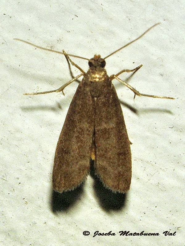 Micro 2 da id. Eccopisa effractella - Pyralidae  (Cfr.)